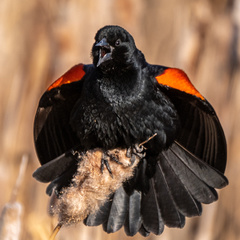 Agelaius phoeniceus