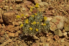 Eriogonum alexanderae