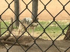 Canis lupus baileyi