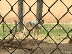 Canis lupus baileyi