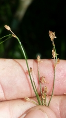 Scirpus lineatus