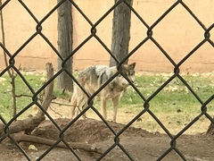 Canis lupus baileyi