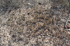 Lampranthus debilis