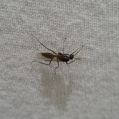 Camponotus