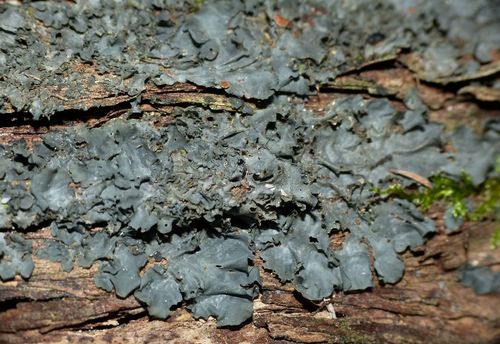 Collema subconveniens image