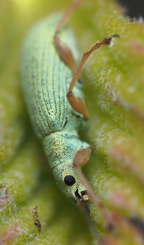 Pale Green Weevil photo 4