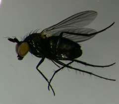 Hercostomus rusticus