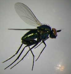 Hercostomus rusticus