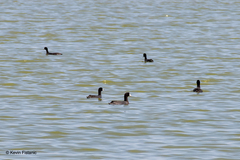 Fulica americana