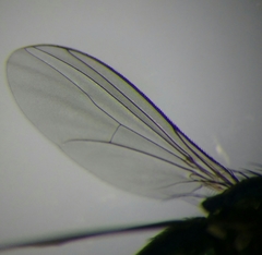 Hercostomus rusticus