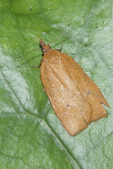 Planotortrix