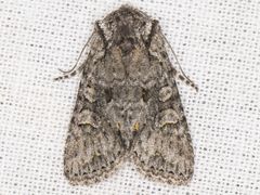 Lacinipolia cuneata