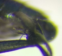 Hercostomus rusticus