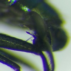 Hercostomus rusticus