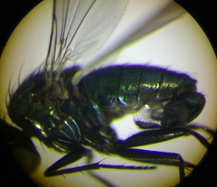 Hercostomus rusticus