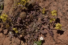 Astragalus obscurus
