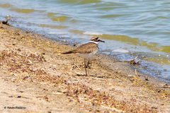 Charadrius vociferus