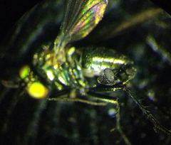 Hercostomus rusticus