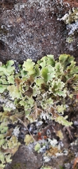 Pseudocyphellaria glabra