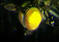 Hercostomus rusticus