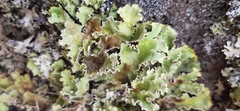 Pseudocyphellaria glabra