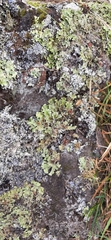 Pseudocyphellaria glabra