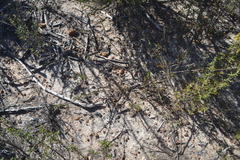 Psoralea uncinata