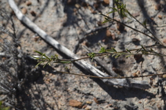 Psoralea uncinata
