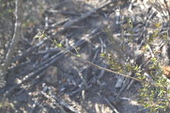 Psoralea uncinata