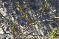 Psoralea uncinata