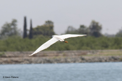 Egretta thula