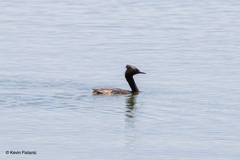 Podiceps nigricollis