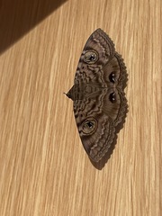 Speiredonia spectans