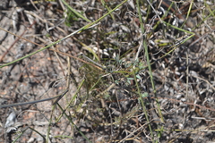 Indigofera psoraloides
