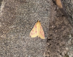 Ostrinia palustralis