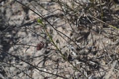 Indigofera psoraloides