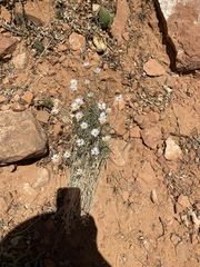 Erigeron utahensis