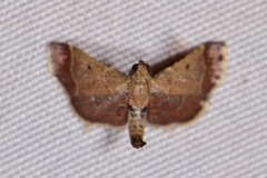 Hypsopygia amoenalis