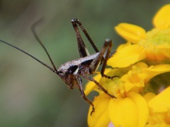 Decticita balli