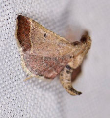 Hypsopygia amoenalis