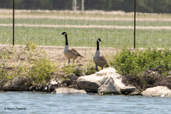 Branta canadensis