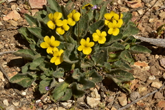 Viola purpurea aurea