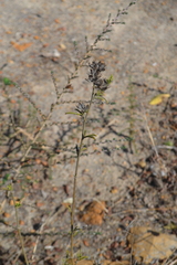 Psoralea uncinata