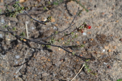 Hermannia ternifolia