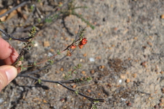 Hermannia ternifolia