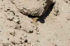 Uta stansburiana elegans