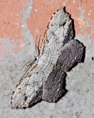 Schidax squamaria