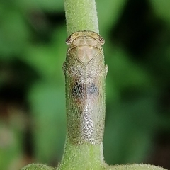 Poiocerinae