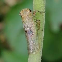 Poiocerinae
