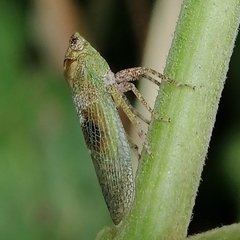 Poiocerinae